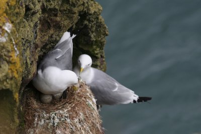 Kittiwake nesting