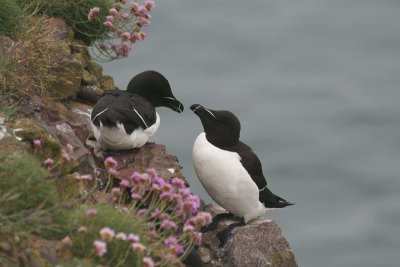 Razorbills