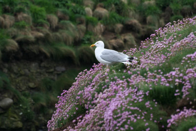 Herring Gull