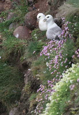 Fulmars - Fulmari