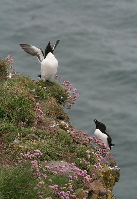 Razorbills