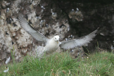 Fulmar