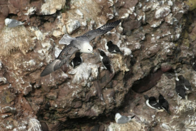Fulmar - Fulmaro