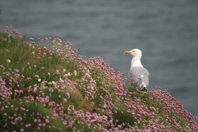 Herring Gull - Gabbiano Reale nordico