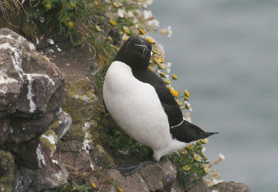 Razorbill - Gazza marina