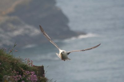 Fulmar - Fulmaro