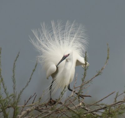 Garzetta - Little Egret