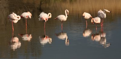 Fenicotteri -Flamingos