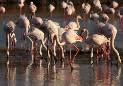 Fenicotteri - Flamingos