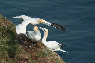 Gannets - Sule