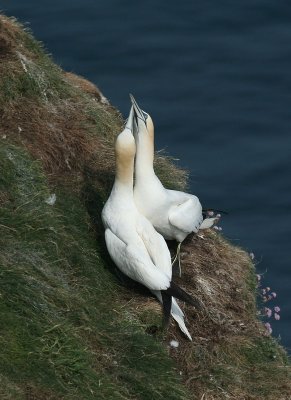 Gannets - Sule