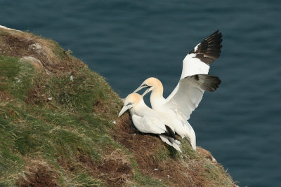 Gannets - Sule