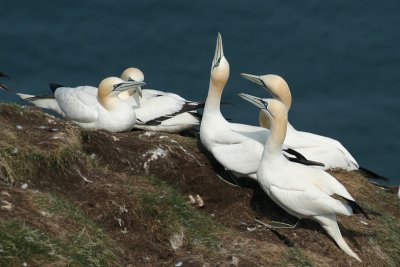 Gannets - Sule