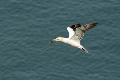 Gannet in flight with nest material  - Sula
