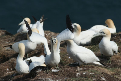Gannets - Sule