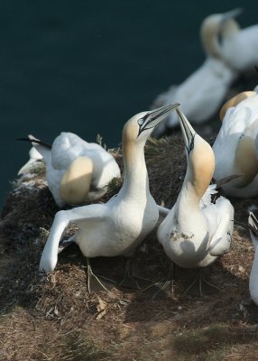 Gannets - Sule
