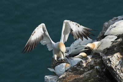 Gannets - Sule