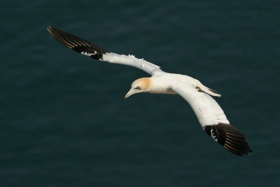 Gannet - Sula