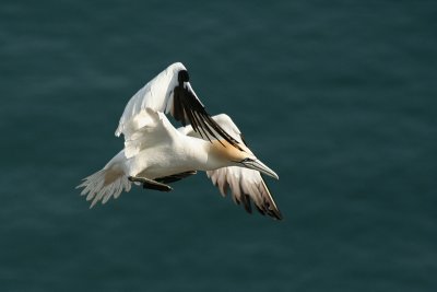 Gannet - Sula