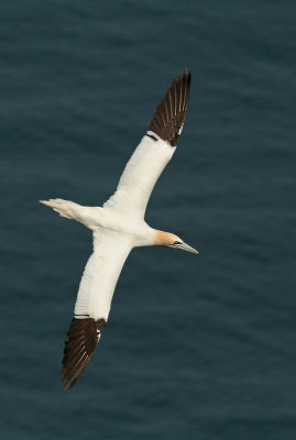 Gannet - Sula