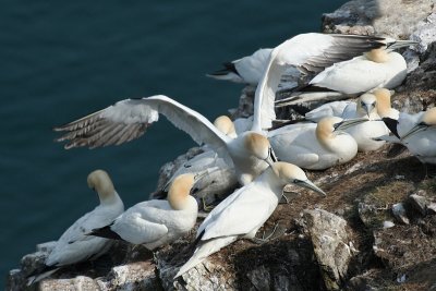 Gannets - Sule
