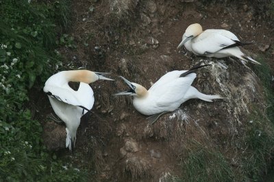 Gannets - Sule