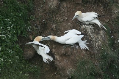 Gannets - Sule