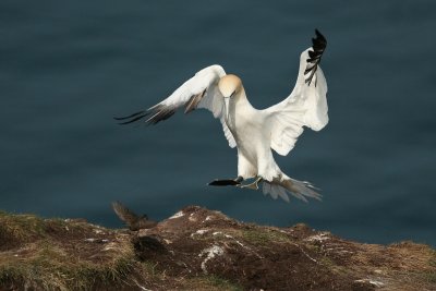 Gannet  - Sula