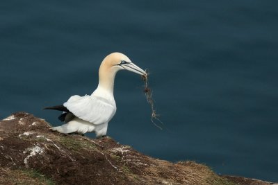 Gannet  - Sula