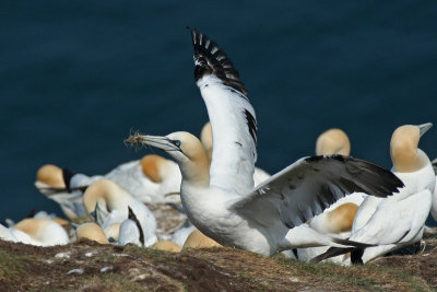 Gannet - Sula
