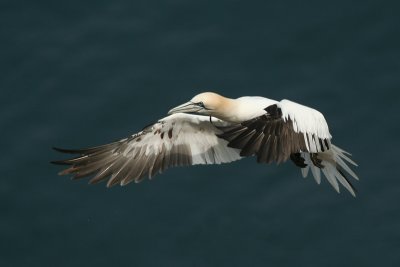 Gannet - Sula