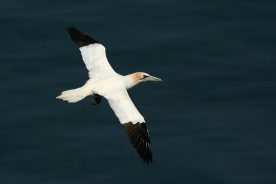 Gannet - Sula