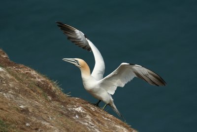 Gannet - Sula