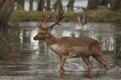 Daino - Fallow deer