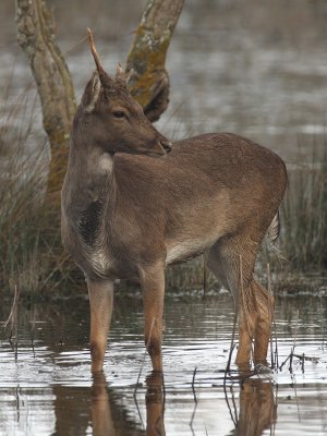 Daino - Fallow deer