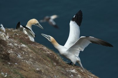 Gannets - Sule