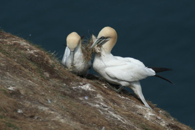 Gannets - Sule