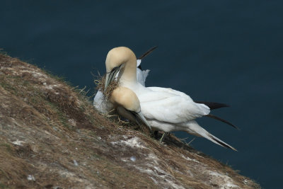 Gannets - Sule