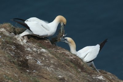 Gannets - Sule