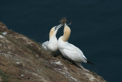 Gannets - Sule
