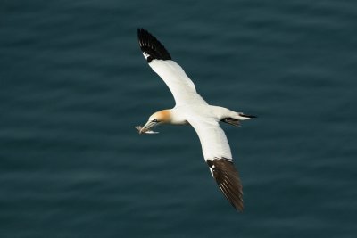 Gannet - Sula