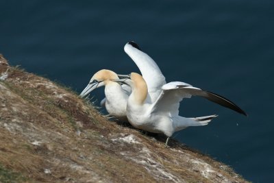 Gannets - Sule