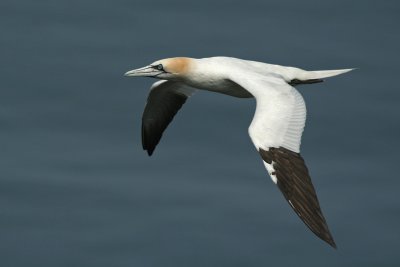 Gannet - Sula