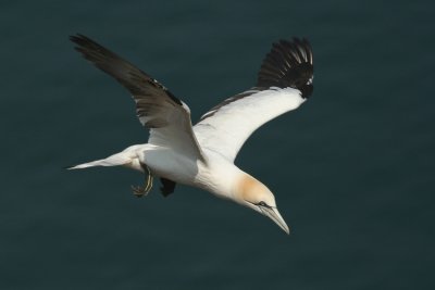 Gannet - Sula