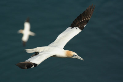 Gannets - Sule