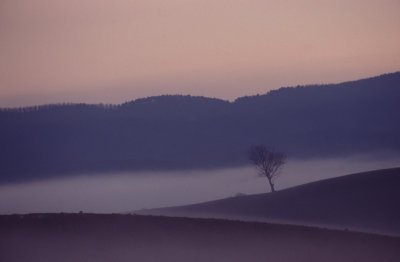 Tree in the mist