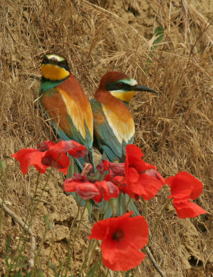 Bee-eater1