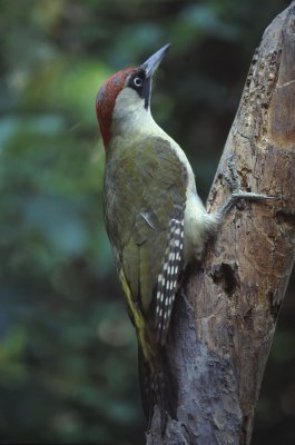 Woodpecker ( Picus viridis )