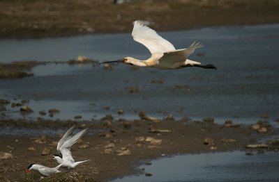 Spoonbill and Terns