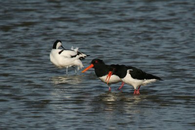 Oystercatchers and Avocet